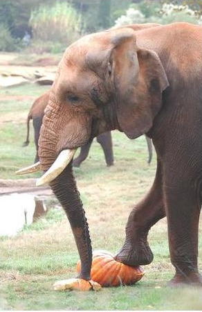 elephant_eats3.jpg